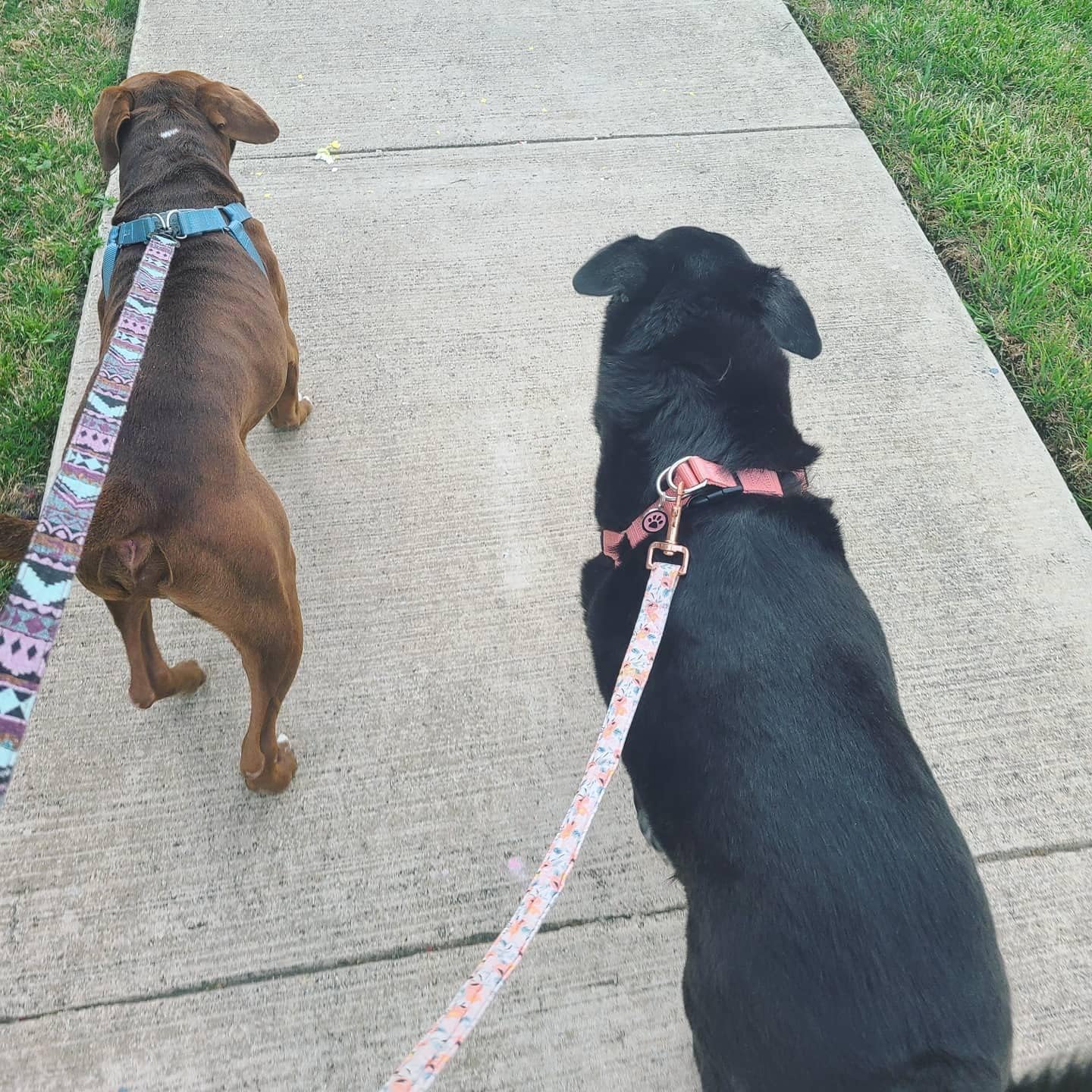 PUPTECK No Pull Dog Harness Soft Adjustable Basic Nylon Step in Puppy Vest Outdoor Walking with ID Tag, LightCoral, XS