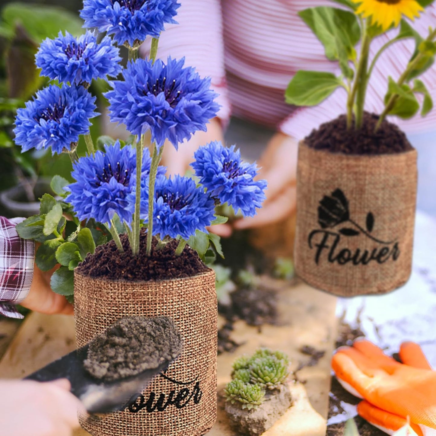 Indoor Daisy Garden Starter Kit, 4 Flower Seeds Growing into Shasta Daisy, Cornflower, Sunflower, Zinnia, Including Complete Gardening Tools, Christmas Gifts for Women Men & Beginners