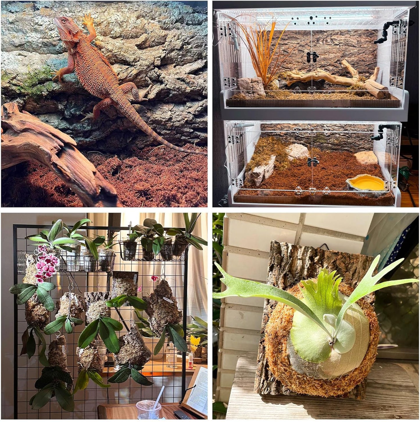 Fhiny 6 PCS Cork Bark Background, 11.6" x 7.7" Natural Cork Bark for Reptiles Bearded Dragon Climbing Backdrop Terrarium Habitat Wall Decor Accessories for Turtle Gecko Lizard Snake Spider Frog