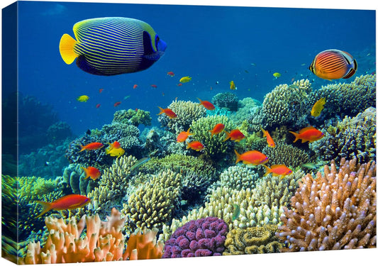 wall26 Canvas Print Wall Art Tropical Underwater Sea Coral Reef Fish Nature Animals Photography Realism Rustic Scenic Landscape Wilderness Earth Colorful for Living Room, Bedroom, Office - 12"x18"