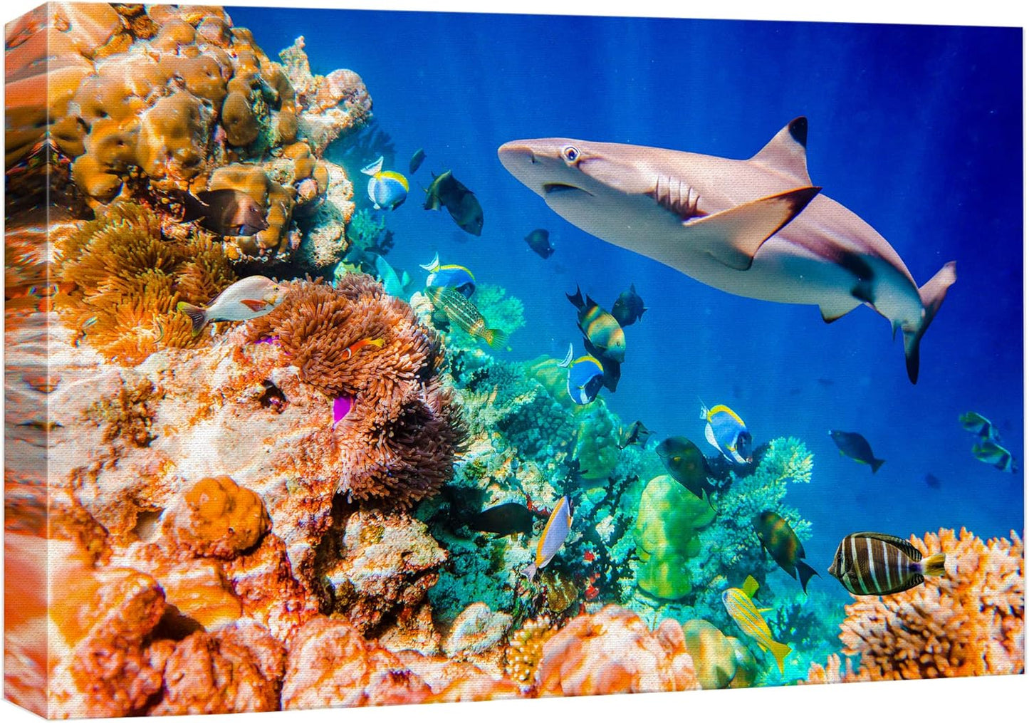 wall26 Canvas Print Wall Art Shark Fish Multicolor Coral Reef Ocean Sea Nature Animals Photography Realism Rustic Scenic Landscape Wilderness Earth for Living Room, Bedroom, Office - 12"x18"