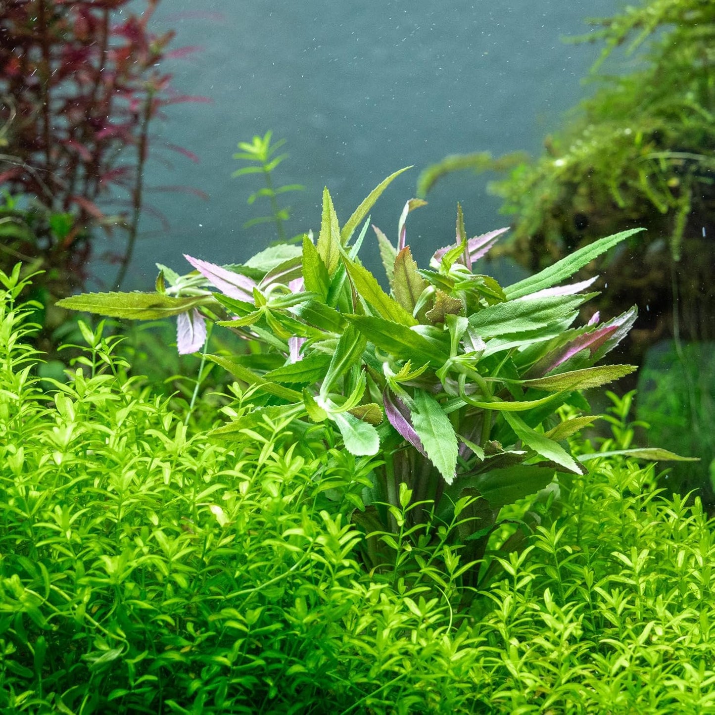 SubstrateSource Live Aquarium Stem Plants - Freshwater Aquatic Plant for Fish Tanks, Aquascaping - (Limnophila Aromatica, 1 Bunch)