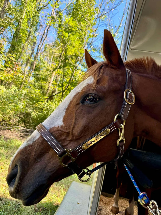 Leaders Leather Halter for Horses with Customized Engraved Name Plate Option Halter for Horse