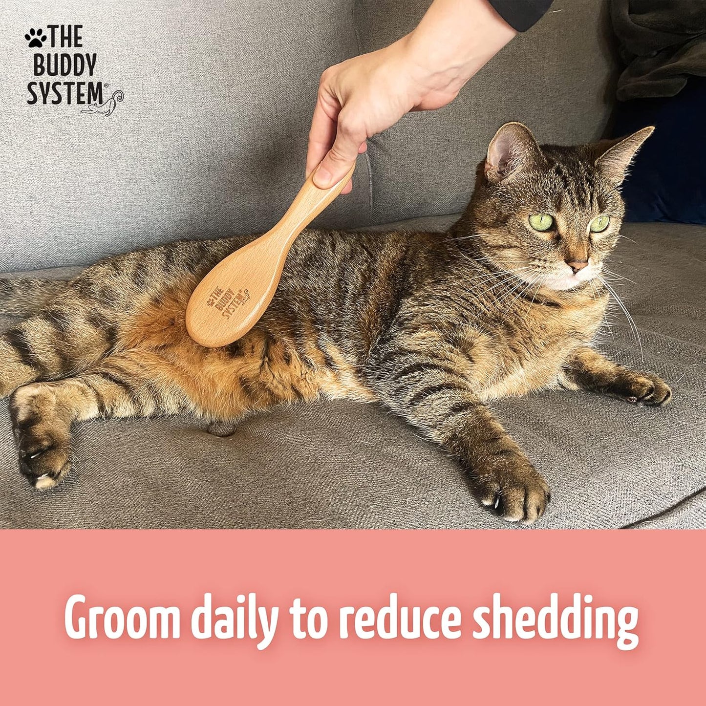 The Buddy System Cat Brush with Boar Bristle and Wooden Handle, Professional Grade Daily Grooming Hairbrush, Reduce Shedding, Soft Hair and Healthy Shine (1 Pack)