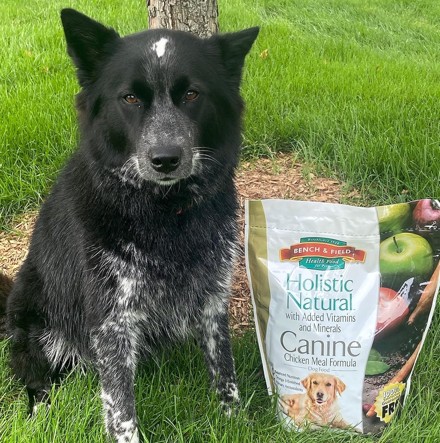 Bench & Field Holistic Natural Adult Dry Dog Food, Chicken Meal and Brown Rice Recipe 6.6 lb Bags (Pack of 4)