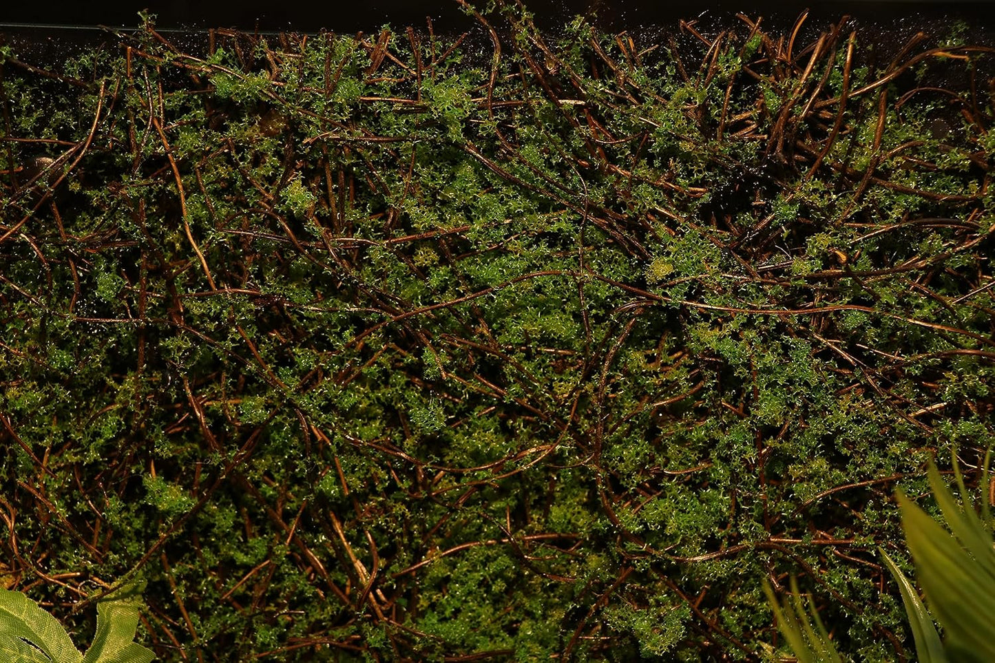 AQUA KT Terrarium Moss Background Backdrop Wall Artificial Reptile Amphibian Cage Decoration for Lizard Bearded Dragon Snake Frog Chameleon Climbing, Pack of 2